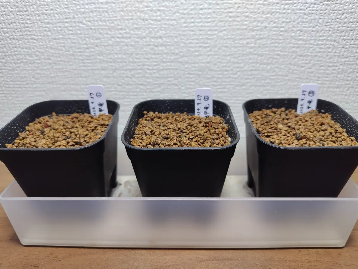 亀甲竜 ④ ⑨ 2株 亀甲竜② 4寸 (Dioscorea elephantipes) - Bot.