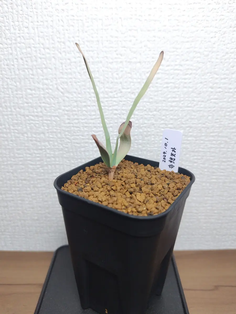 安い 奇想天外 2024/10/1播種｜そだレポ（栽培レポート）byまん 実生 塊根植物・コーデックス
