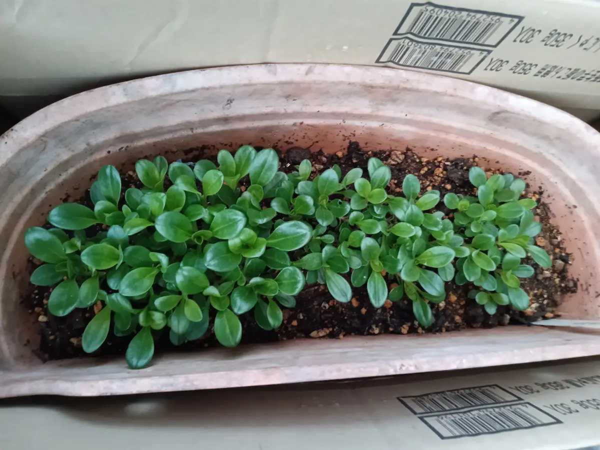 ハマナデシコ苗 ハマナデシコを種から育てる｜そだレポ（栽培レポート）byスイセン