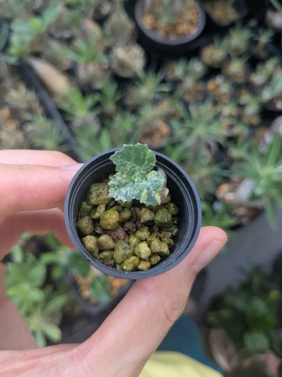 ドルステニア・ホルウッディ・ハイブリッド・バリゲアータを種