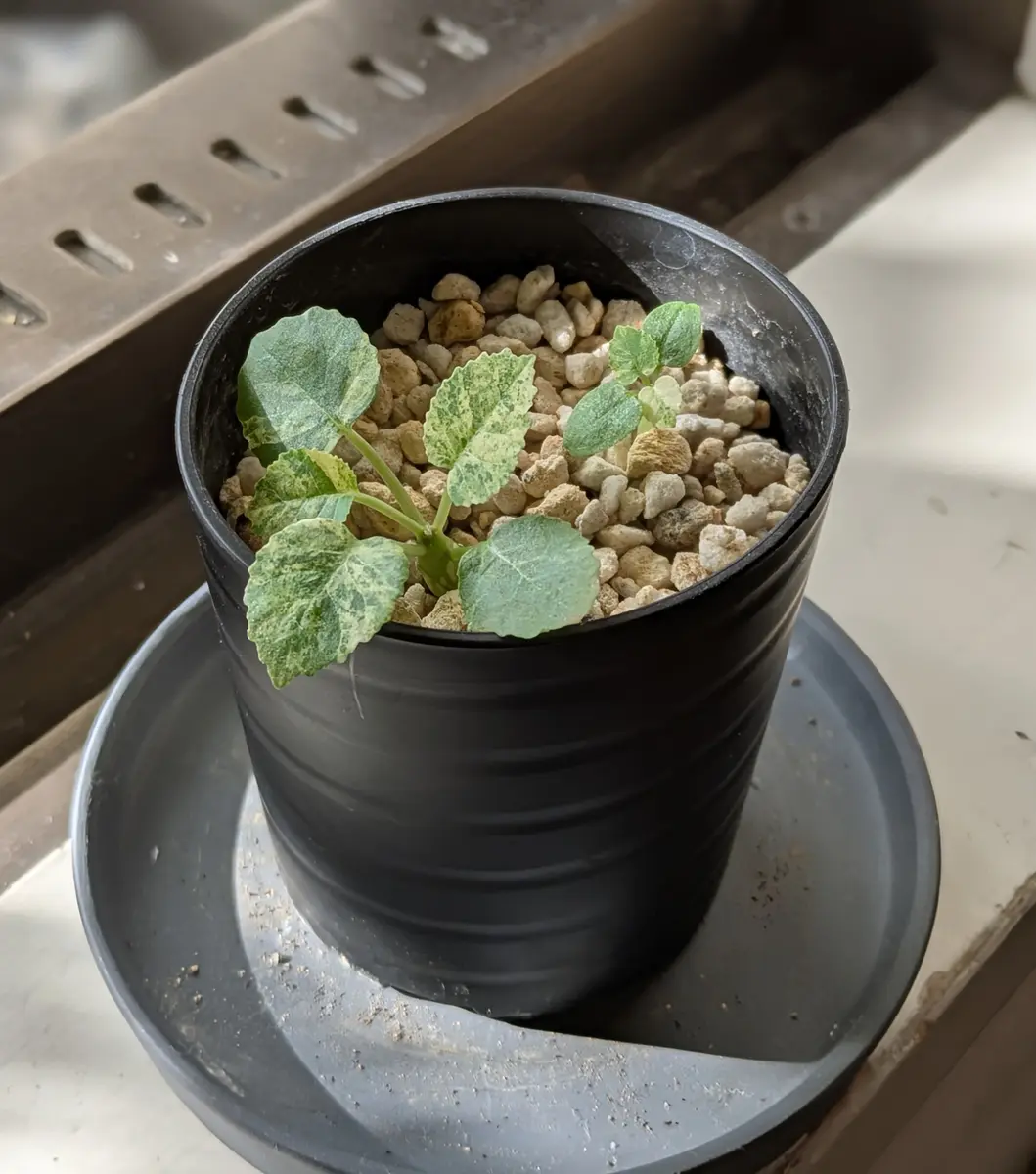 ドルステニア・ホルウッディ・ハイブリッド・バリゲアータを種から