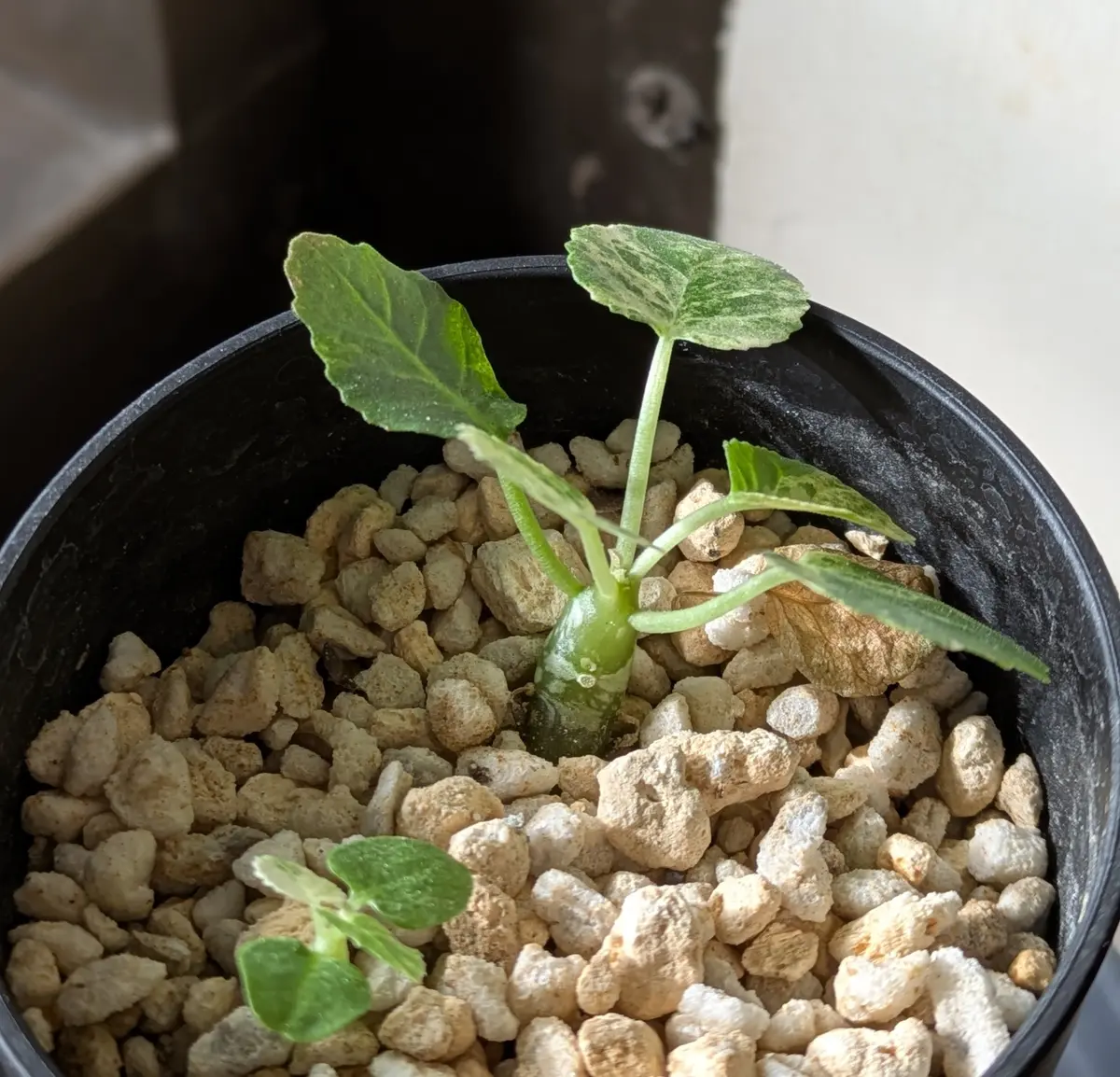 ドルステニア・ホルウッディ・ハイブリッド・バリゲアータを種から