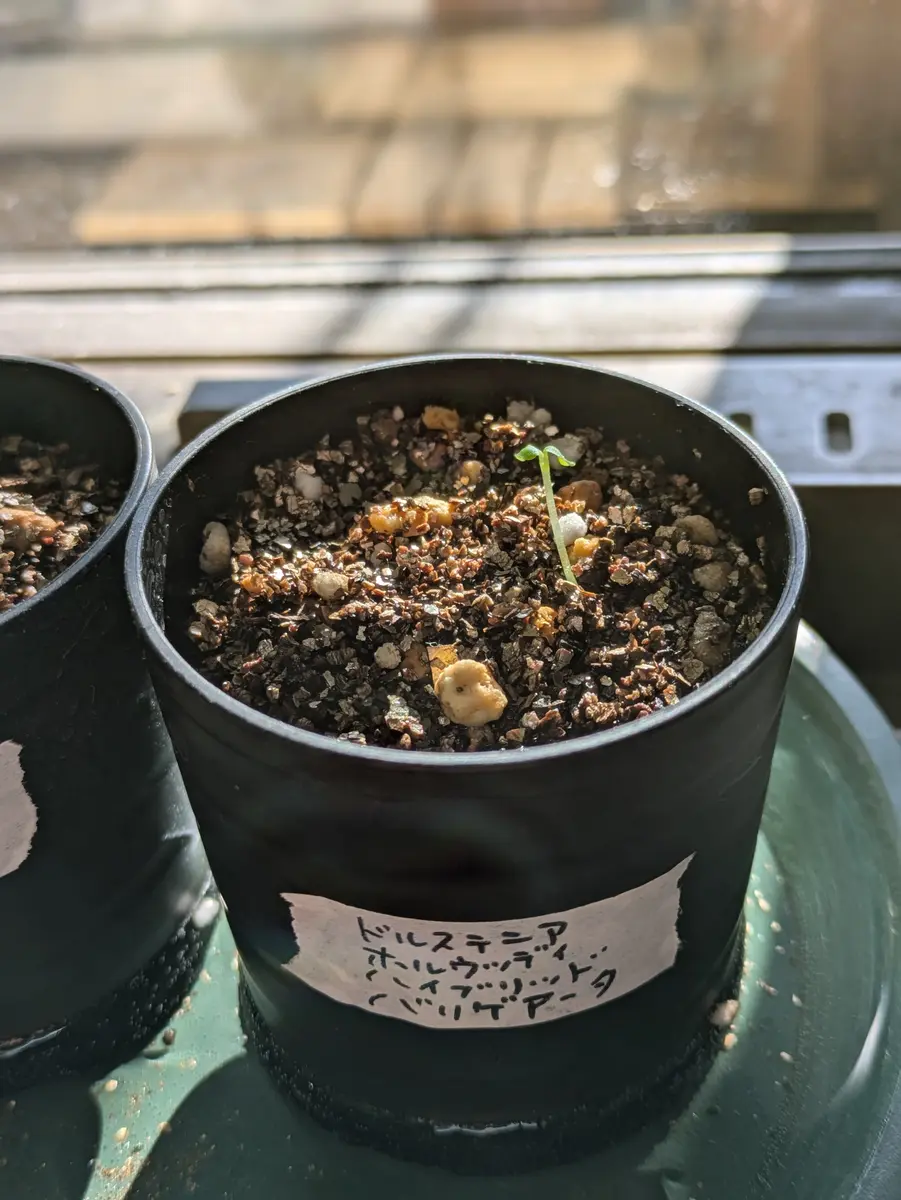 【開花株】ドルステニア　ホルウッディ錦　実生株　ポットごと発送 開花株】ドルステニア ホルウッディ錦 実生株 ポットごと発送