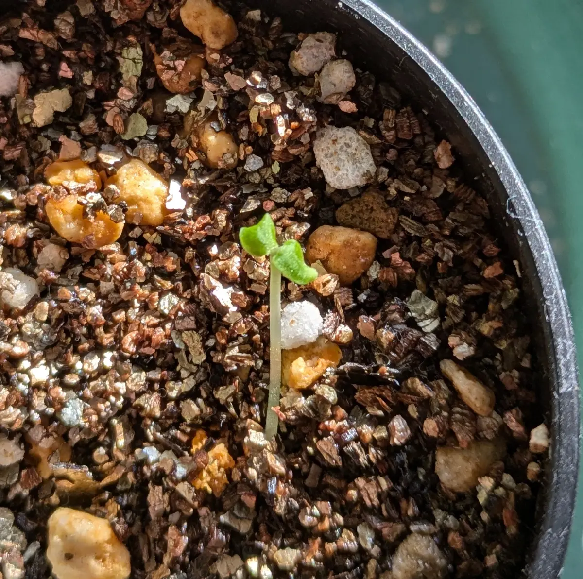 ドルステニア・ホルウッディ・ハイブリッド・バリゲアータを種から