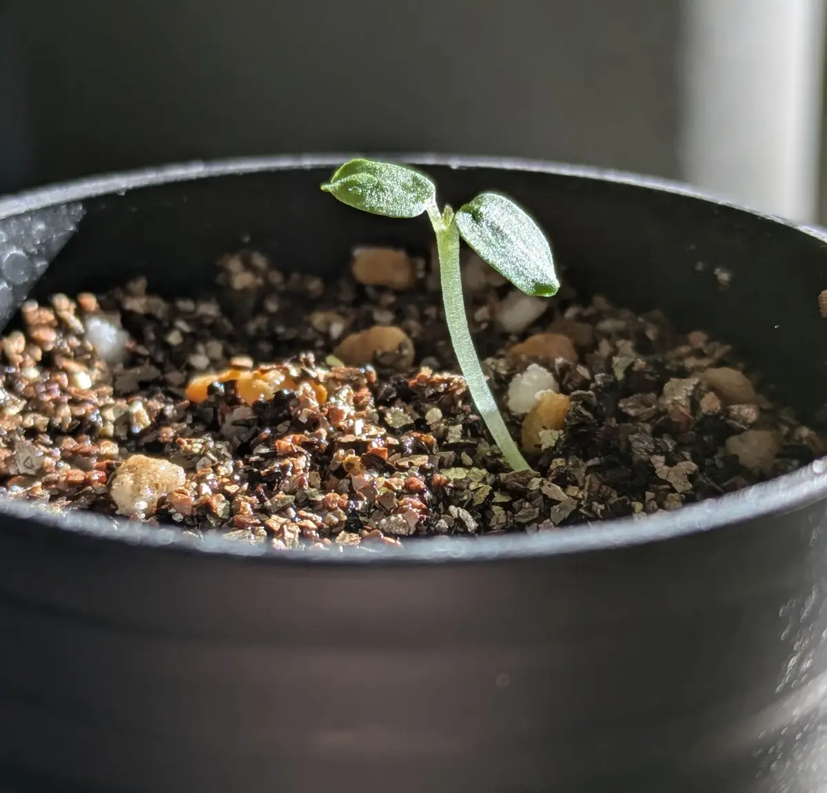 ドルステニア・ホルウッディ・ハイブリッド・バリゲアータを種から