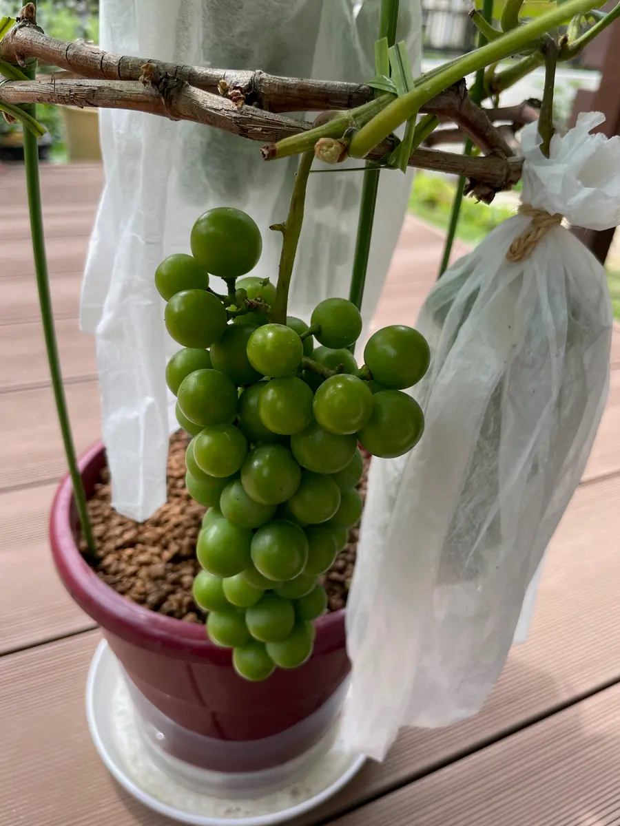 スチューベン葡萄とタノレッド葡萄2株セット 果樹 鉢ごと発送 スチューベン葡萄とタノレッド葡萄2株セット 果樹 鉢ごと発送