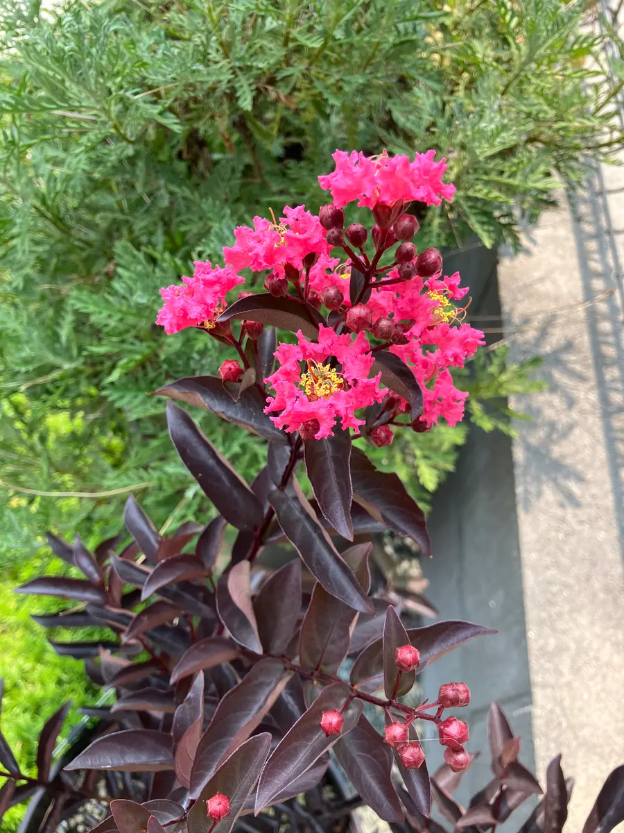 オオバナサルスベリ　鉢植え　開花中 大株　80cm 現品　9-1 オオバナサルスベリ（大花百日紅） (ケア, 特徴, 花, 画像)