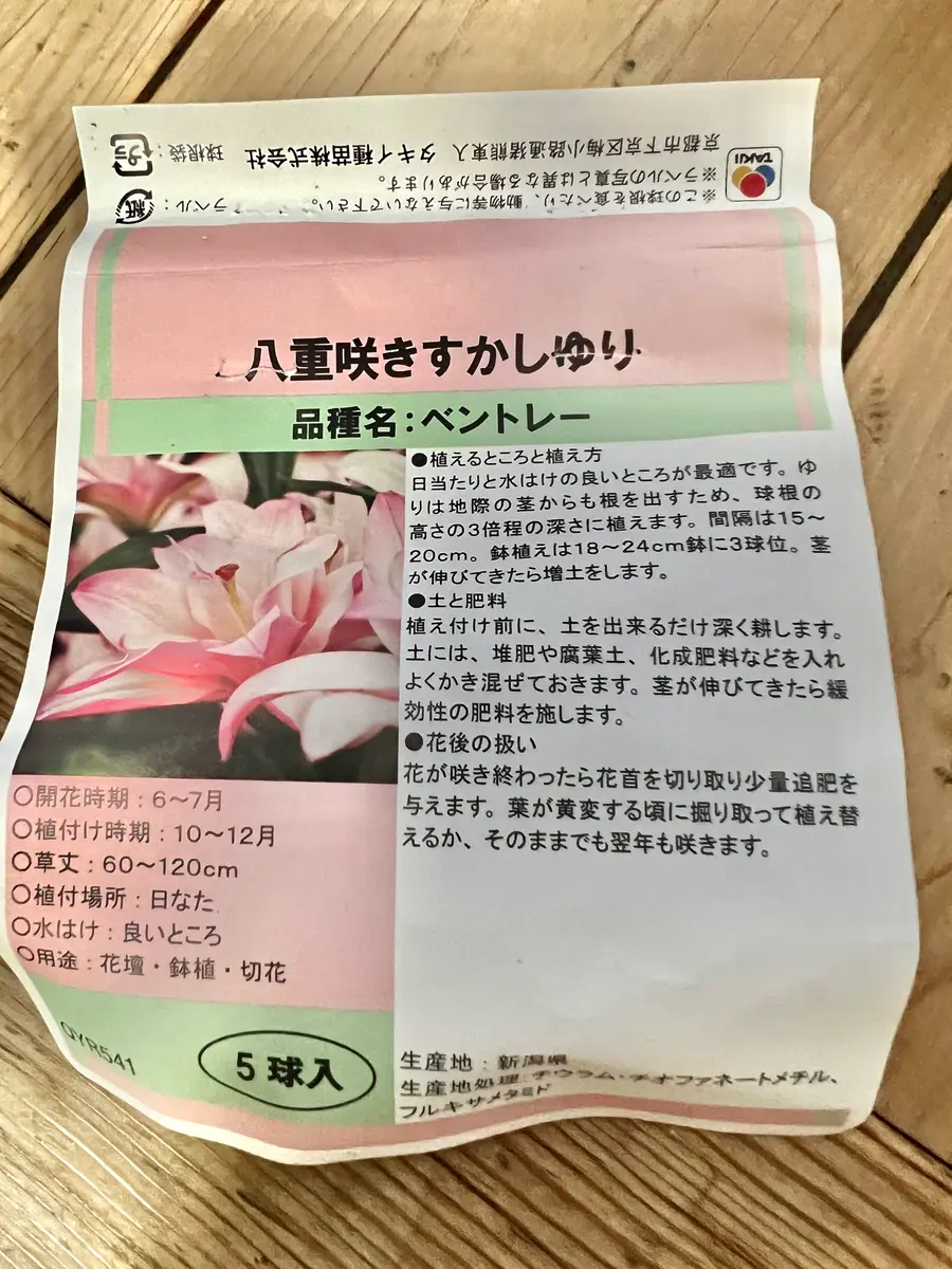 八重咲きすかしゆり ベントレー｜そだレポ（栽培レポート）byはこね