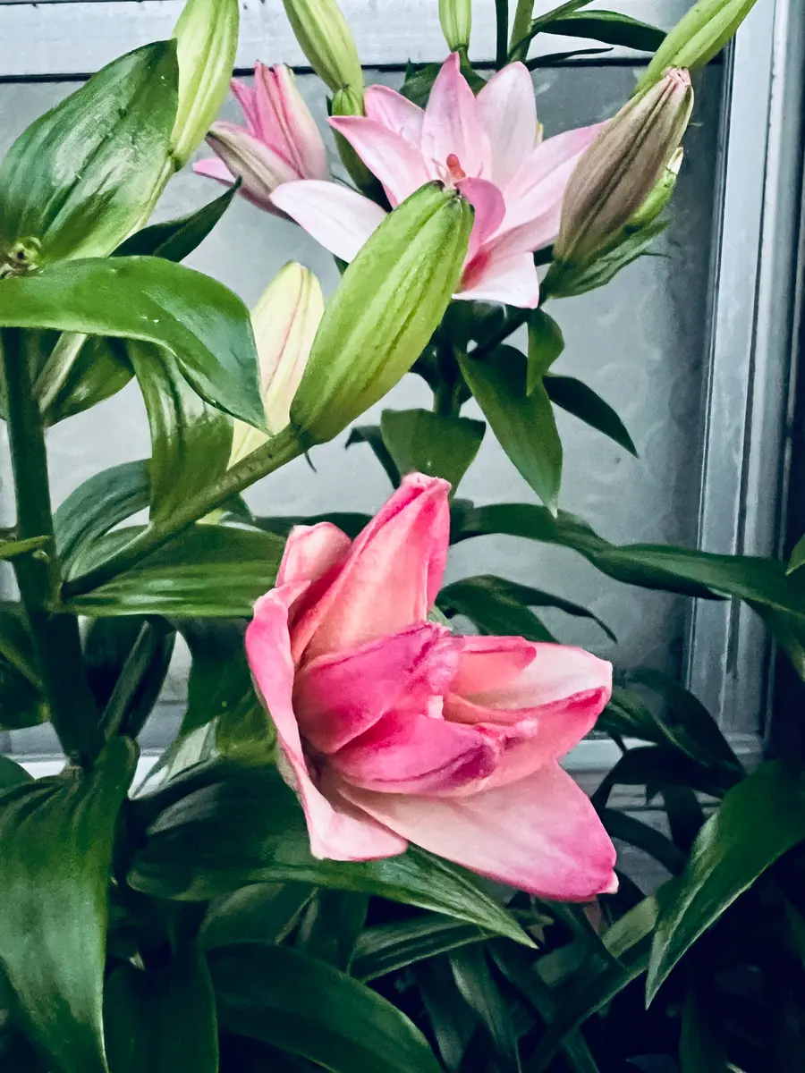 八重咲きすかしゆり ベントレー｜そだレポ（栽培レポート）byはこね