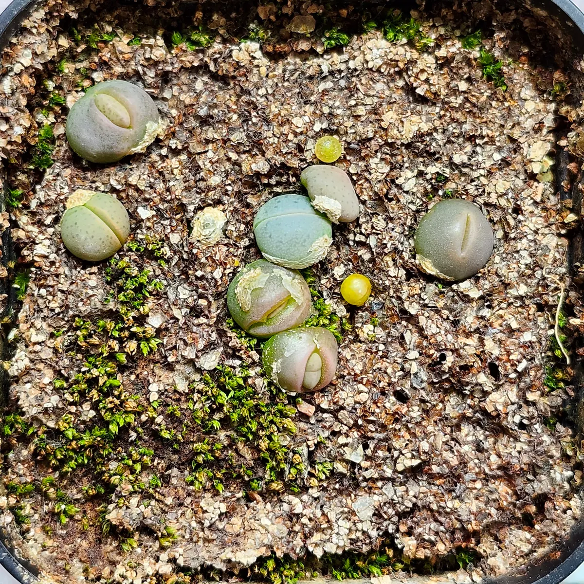 ディンテランタス春桃玉を種から育てる｜そだレポ（栽培レポート）by