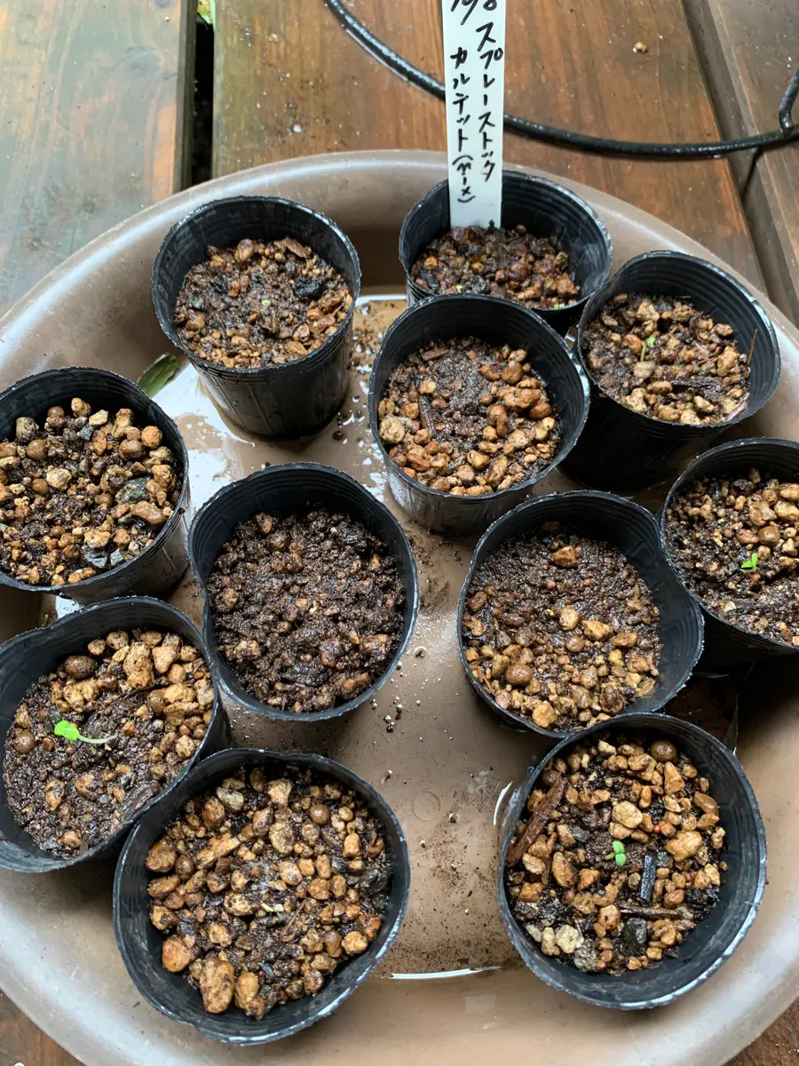 ストック播種！今年の種蒔きは、全て『適当蒔き』です｜そだレポ（栽培