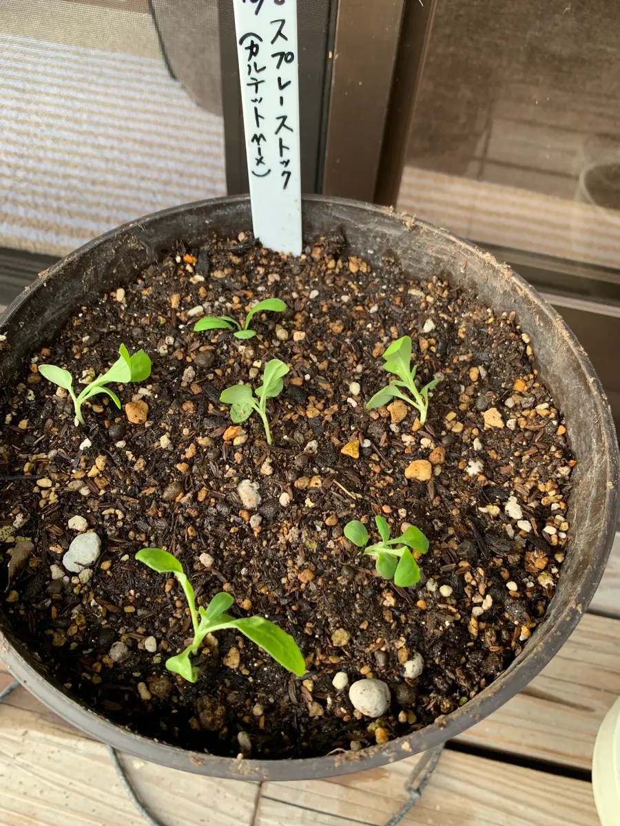 ストック播種！今年の種蒔きは、全て『適当蒔き』です｜そだレポ（栽培