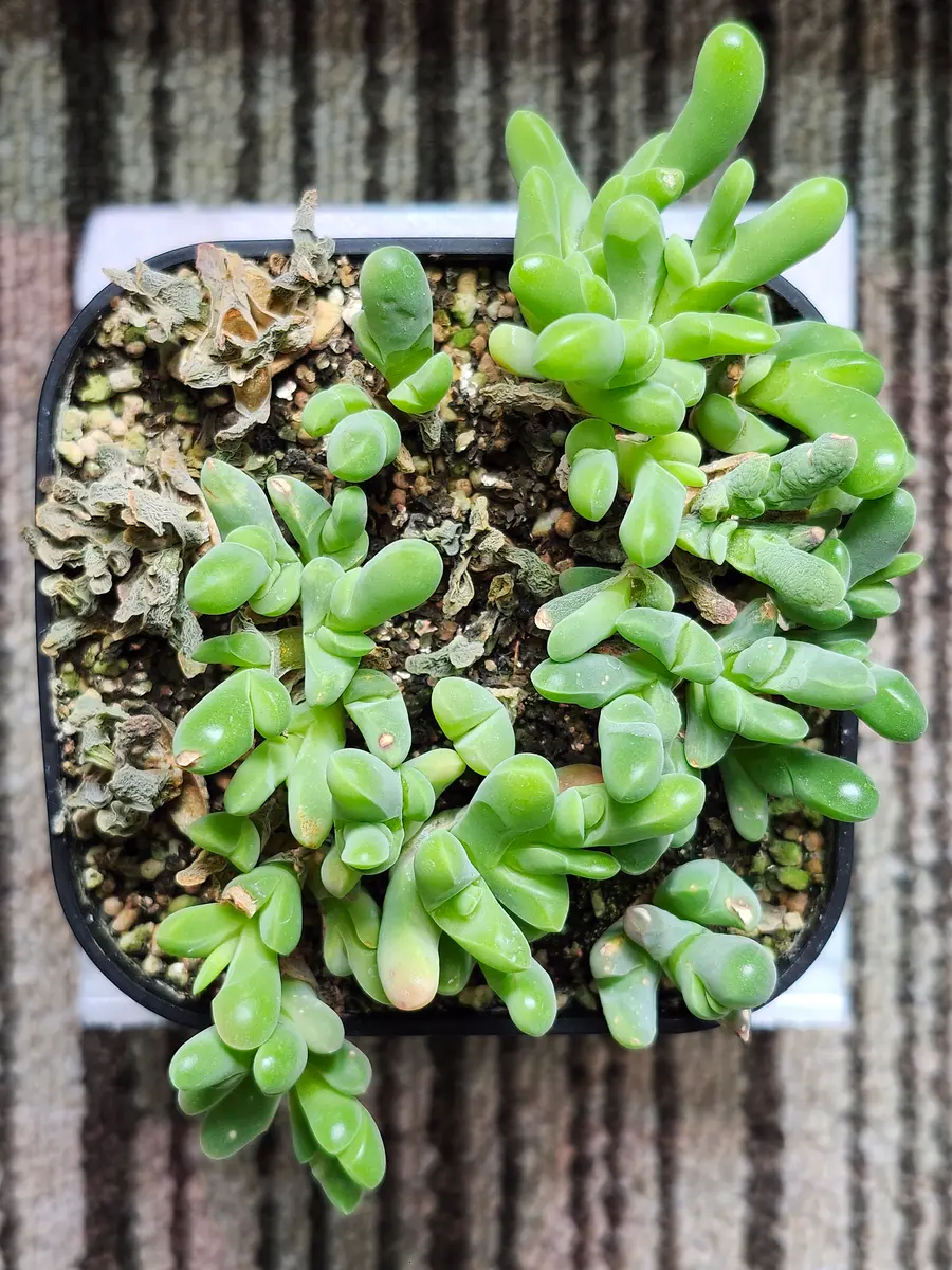お買い得商店街 ギバエウムシャンディー銀鯱蘚苔玉を種から育てる｜そだレポ 果樹