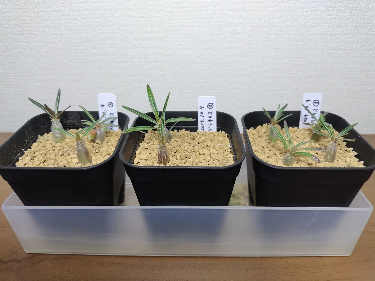 Amazon.co.jp: コーデックス：パキポディウム グラキリス 実生 S