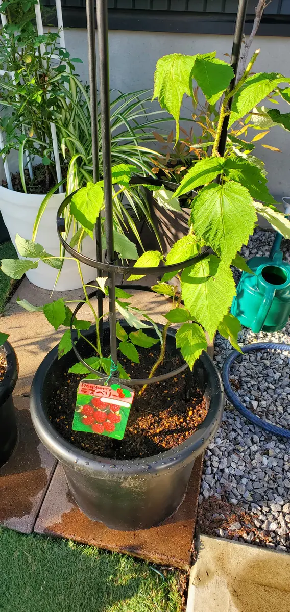 ラズベリーを育てる。｜そだレポ（栽培レポート）byとりささみ