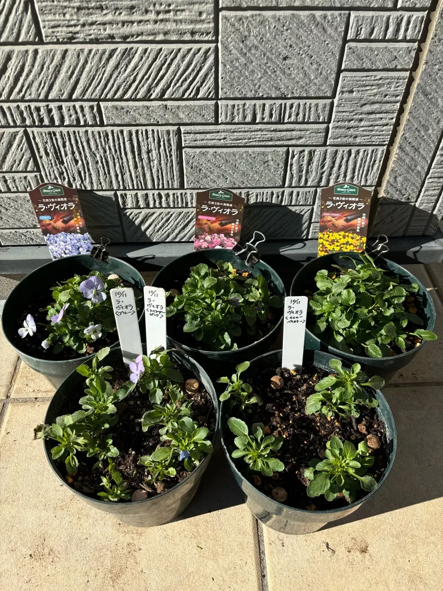 アビウ鉢植え　特大　110センチ　3-1 花芽 アビウ鉢植え 特大 110センチ 3-1 花芽 アビウ鉢植え特大110センチ3-1 花芽