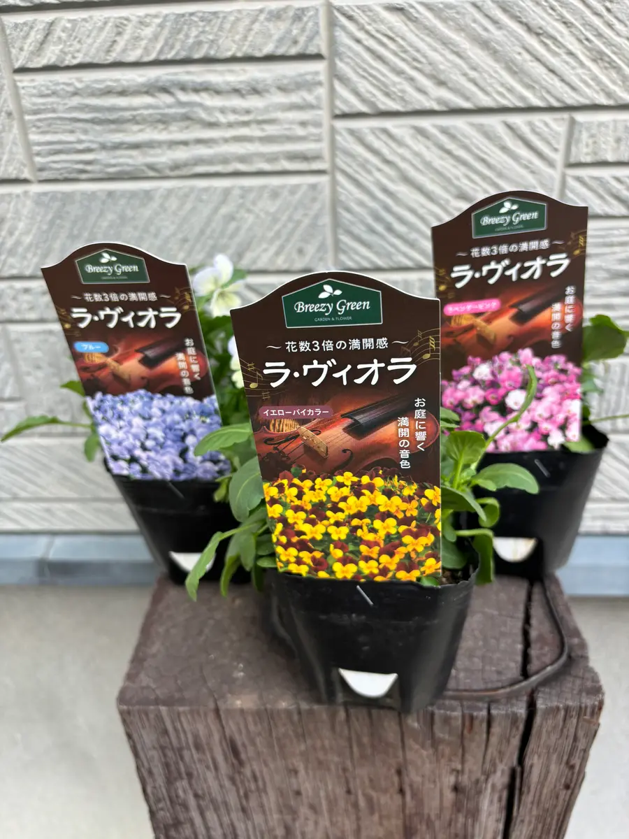 ビオラの挿し芽チャレンジ｜そだレポ（栽培レポート）byいとめちゃん