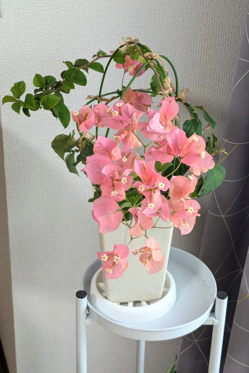 滋賀県でブーゲンビリアを咲かせたい｜そだレポ（栽培レポート）by