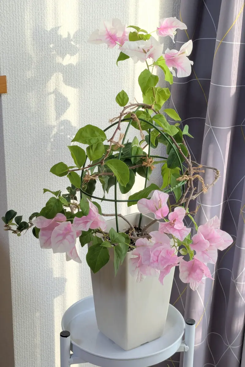 滋賀県でブーゲンビリアを咲かせたい｜ブーゲンビレアのそだレポ（栽培