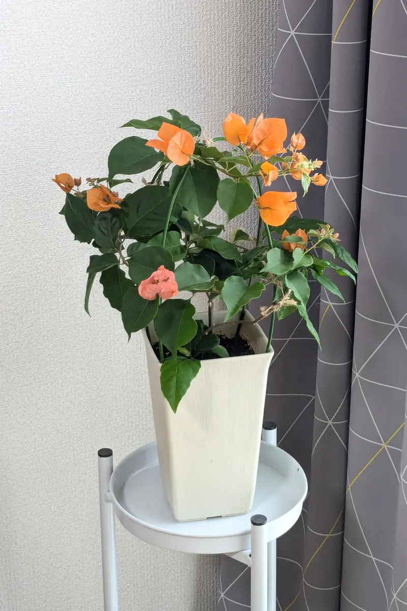滋賀県でブーゲンビリアを咲かせたい｜ブーゲンビレアのそだレポ（栽培