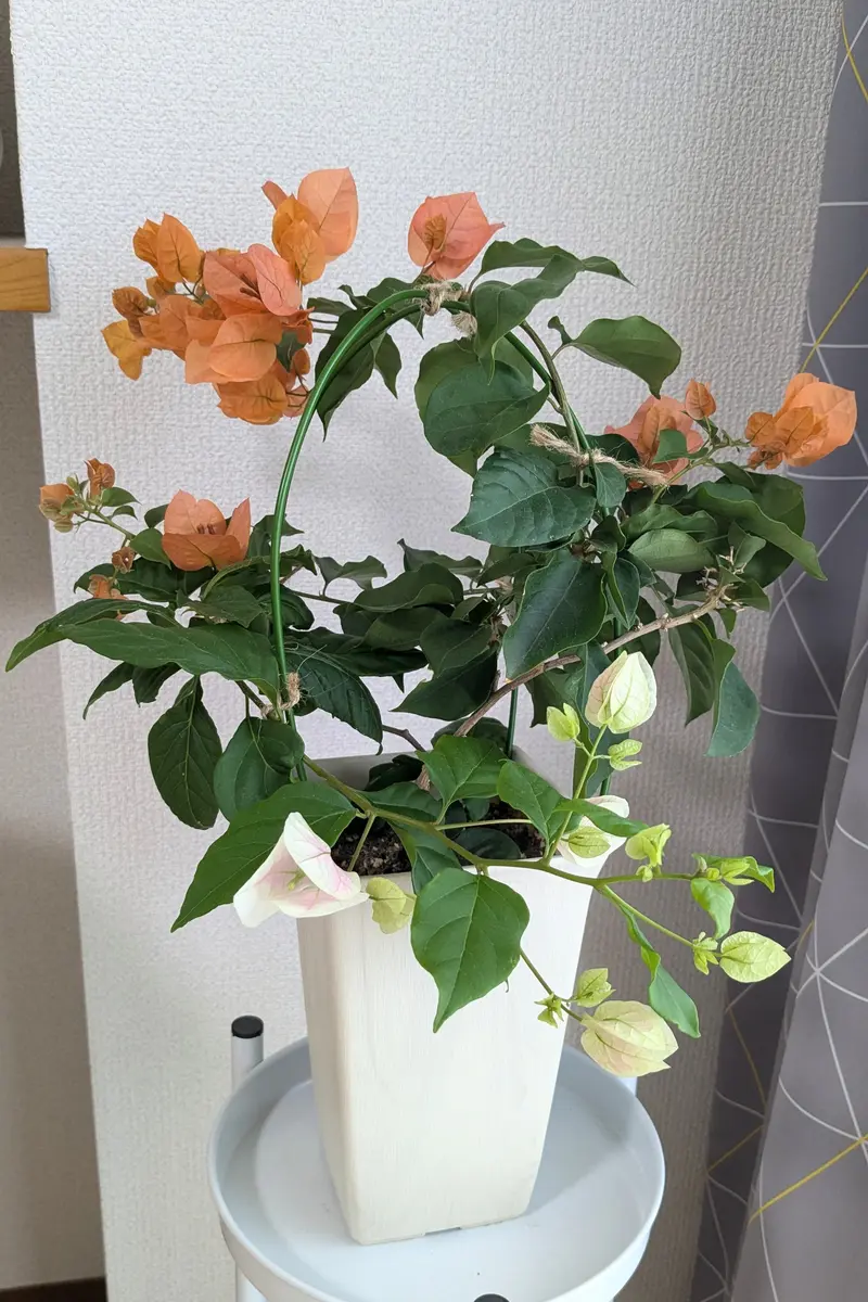 滋賀県でブーゲンビリアを咲かせたい｜そだレポ（栽培レポート）by