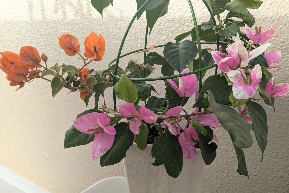 滋賀県でブーゲンビリアを咲かせたい｜そだレポ（栽培レポート）by