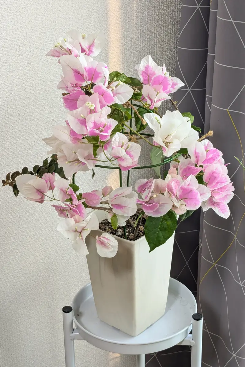 滋賀県でブーゲンビリアを咲かせたい｜そだレポ（栽培レポート）by