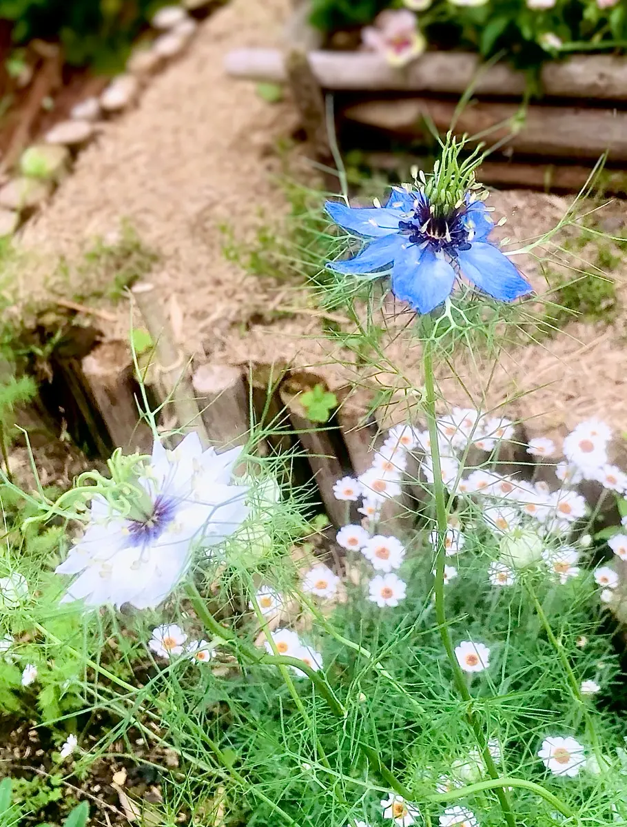 ニゲラ秋蒔きと春蒔き比較｜そだレポ（栽培レポート）by漣_｜みんなの