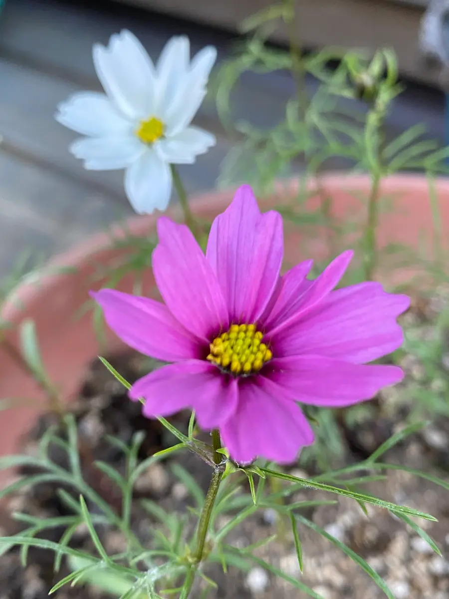 コスモスを遅蒔きしたらどう育つ？｜そだレポ（栽培レポート