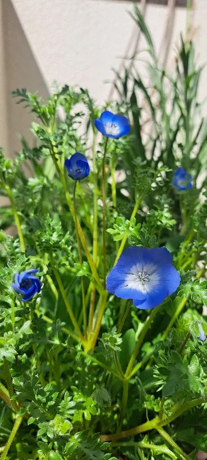 ブルーフラワーガーデンの種まき｜そだレポ（栽培レポート）byasu