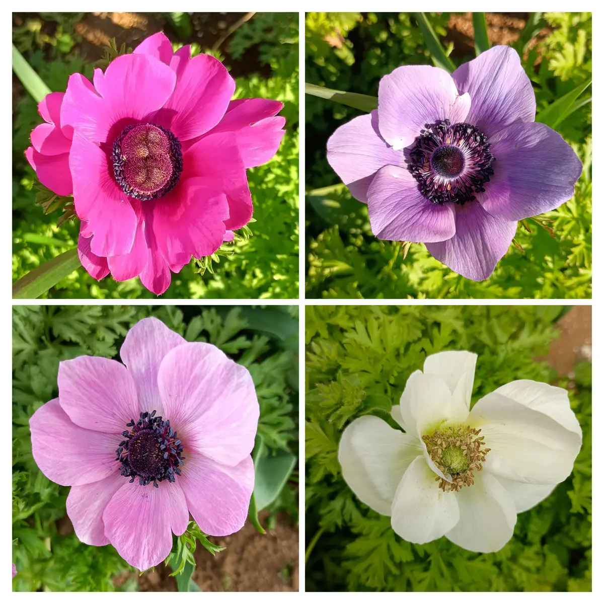 球根から育てる2年目のアネモネ｜そだレポ（栽培レポート）byぶどう