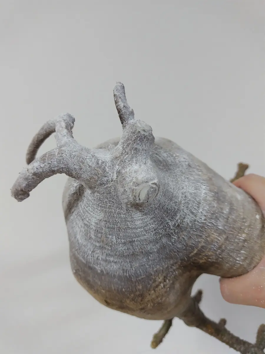 グラキリス現地球 発根管理②｜そだレポ（栽培レポート）byまんどれ