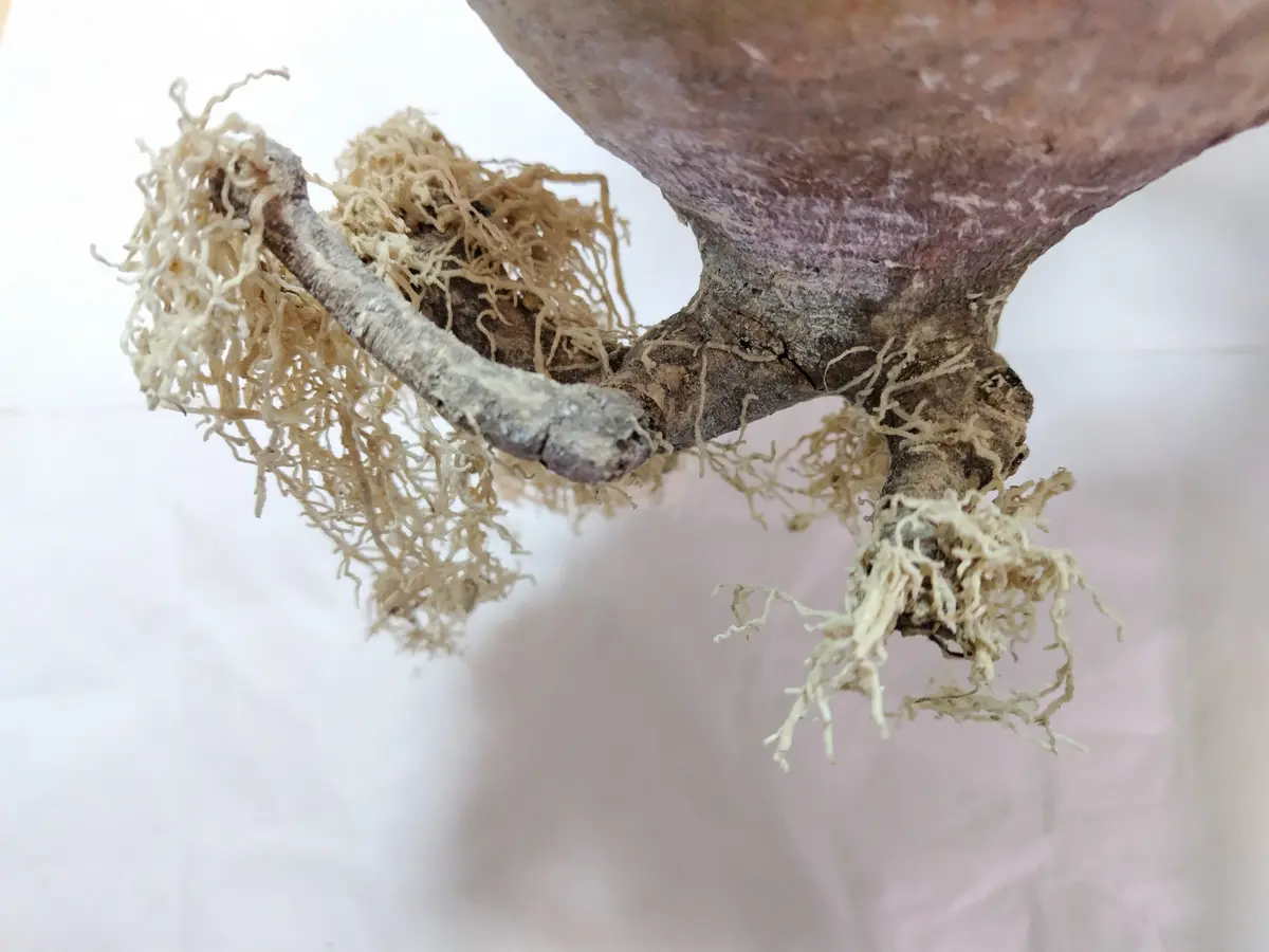 グラキリス現地球 発根管理②｜そだレポ（栽培レポート）byまんどれ