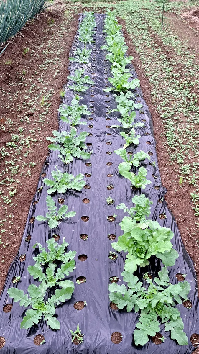 2024大根（三太郎、総太宮重大根）｜そだレポ（栽培レポート）by