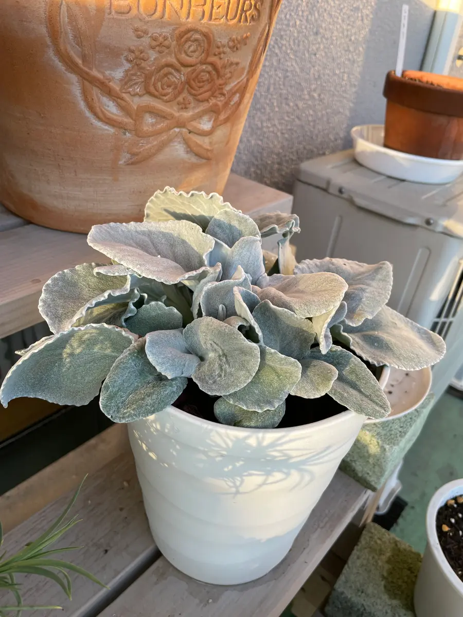 エンジェルウィングスをベランダと室内で育ててみた｜そだレポ（栽培