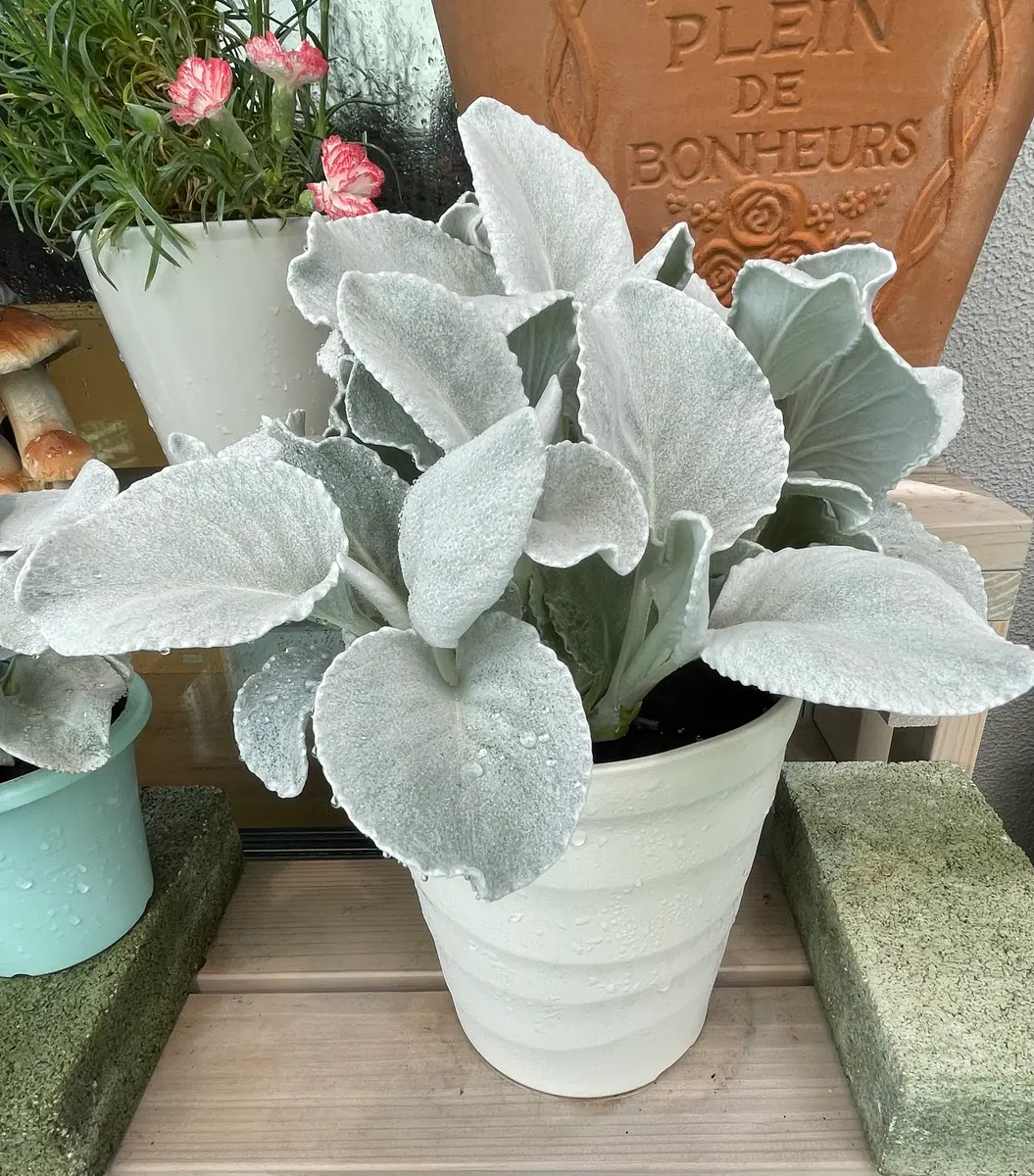 エンジェルウィングスをベランダと室内で育ててみた｜そだレポ（栽培