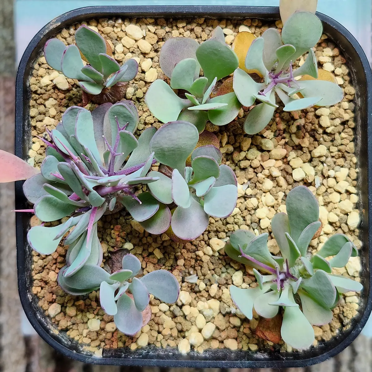 オテロイ・デカリー・ユーフォルビオイデス豪華3種セット オイデス | STORES