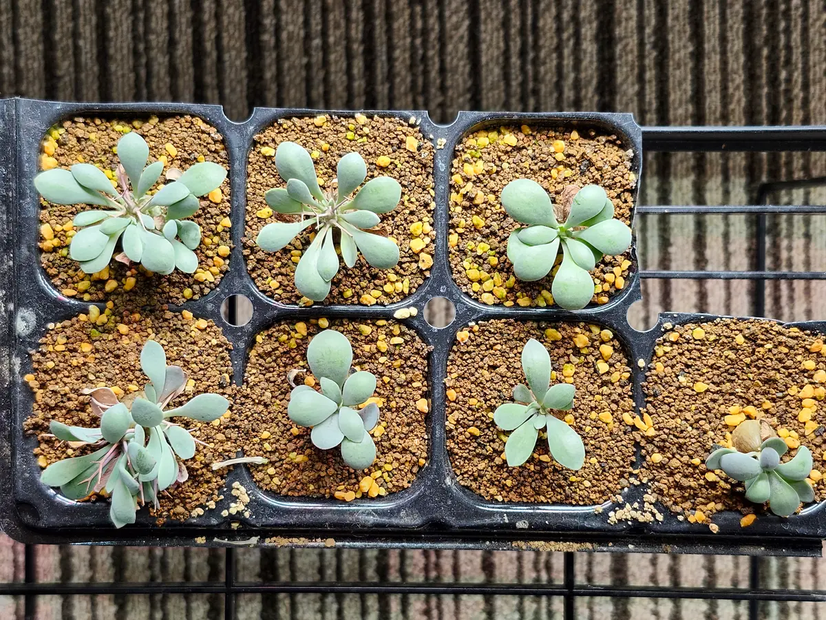 オトンナユーフォルビオイデス　黒鬼城 isla del pescado - Othonna euphorbioides-黒鬼城