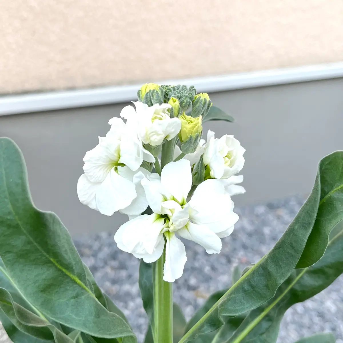 初めてのストック˗ˏˋ種から育成ˎˊ˗｜そだレポ（栽培レポート）byりり