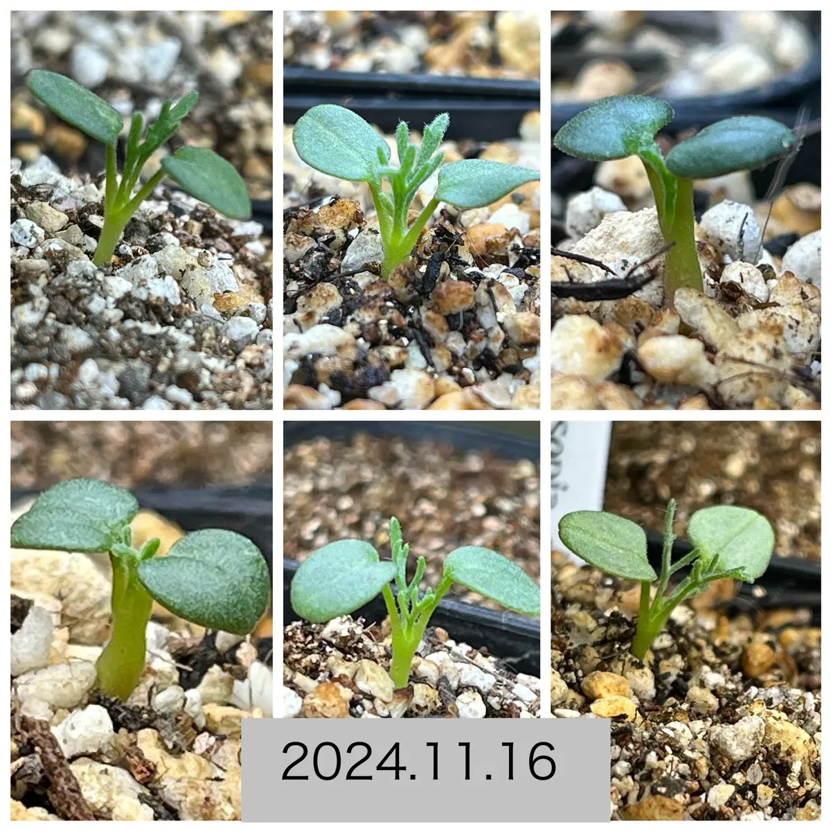 残り☆2株☆【値引歓迎】【実生苗です】モンソニアムルチフィダ