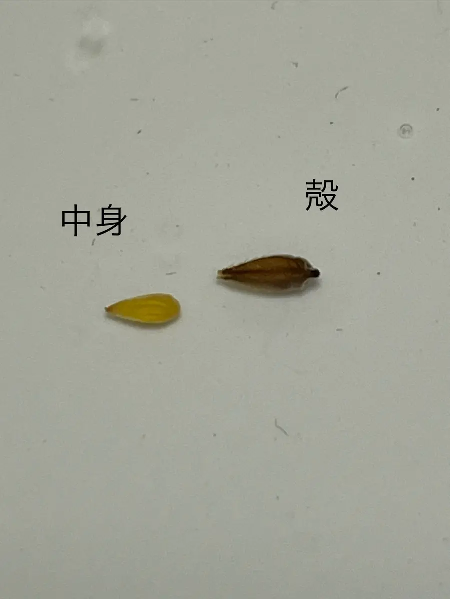 モンソニア ムルチフィダの実生|そだレポ(栽培レポート モンソニア ムルチフィダの実生|そだレポ(栽培レポート