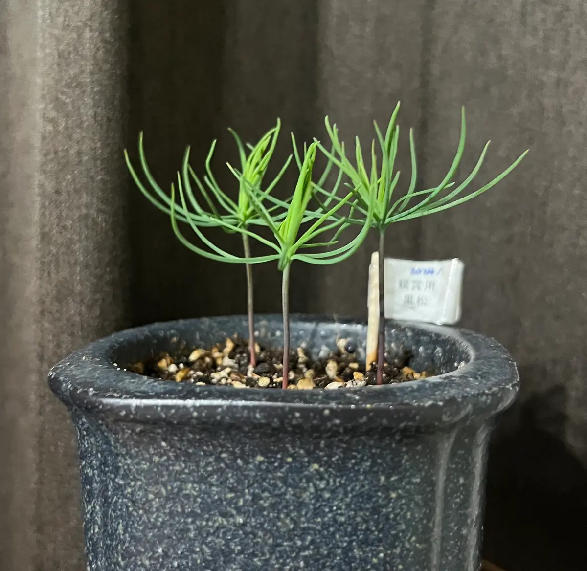 黒松を種から育てる｜そだレポ（栽培レポート）byおまつちゃん