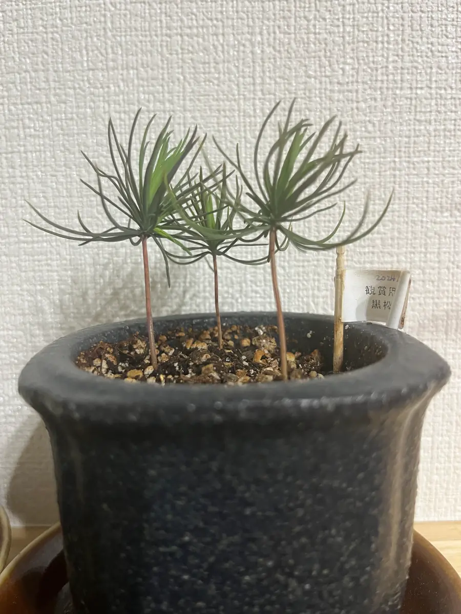 黒松を種から育てる｜そだレポ（栽培レポート）byおまつちゃん