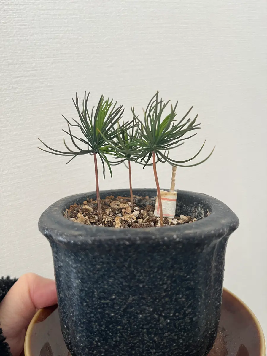 黒松を種から育てる｜そだレポ（栽培レポート）byおまつちゃん