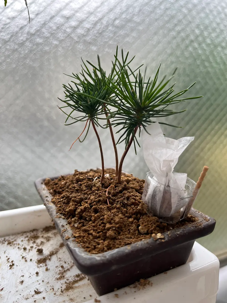 黒松を種から育てる｜そだレポ（栽培レポート）byおまつちゃん