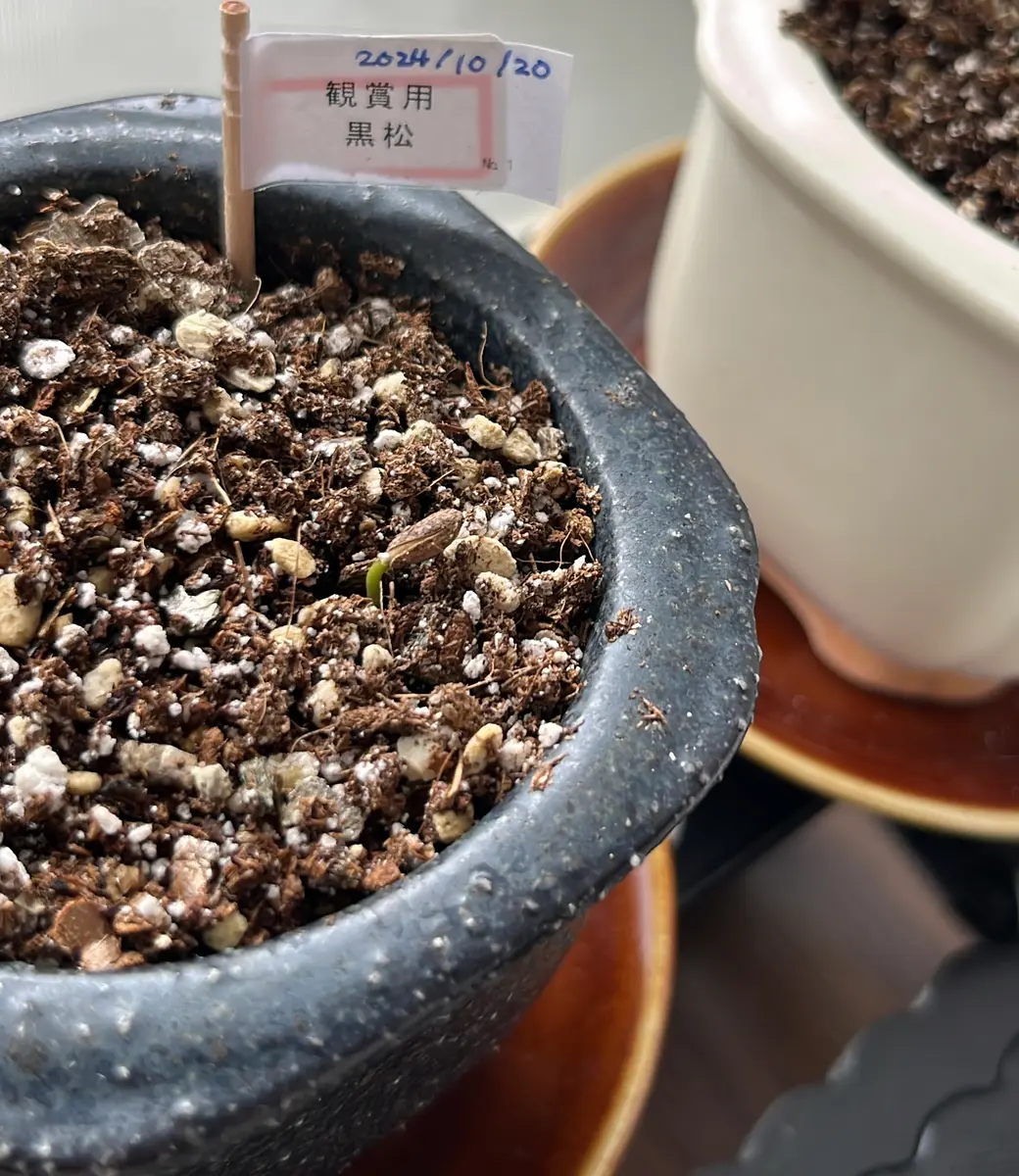 黒松を種から育てる｜そだレポ（栽培レポート）byおまつちゃん
