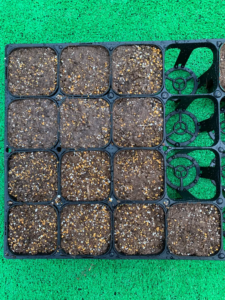 芽荏★ ニゲラを種から育てる｜そだレポ（栽培レポート）by_____flow.er_____