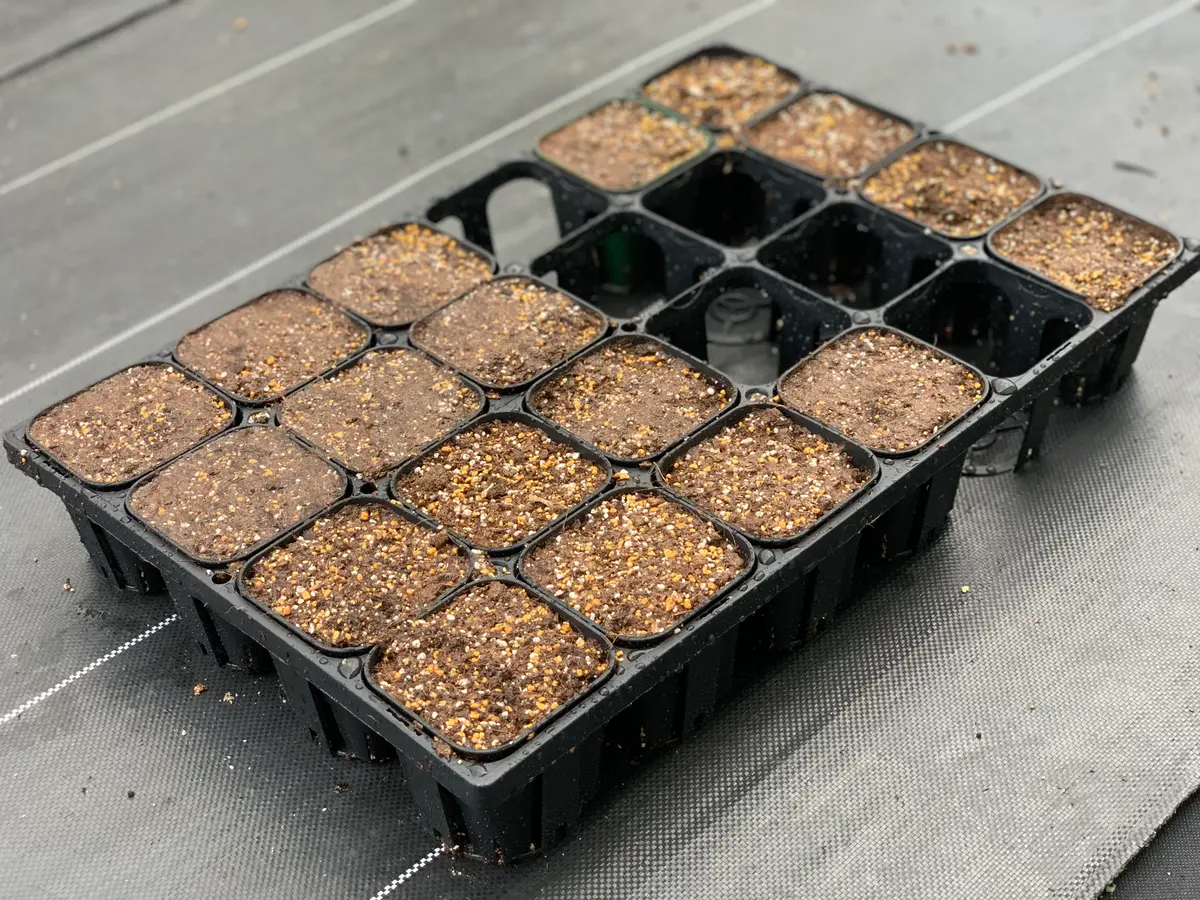 ニゲラを種から育てる｜そだレポ（栽培レポート）by_____flow.er_____