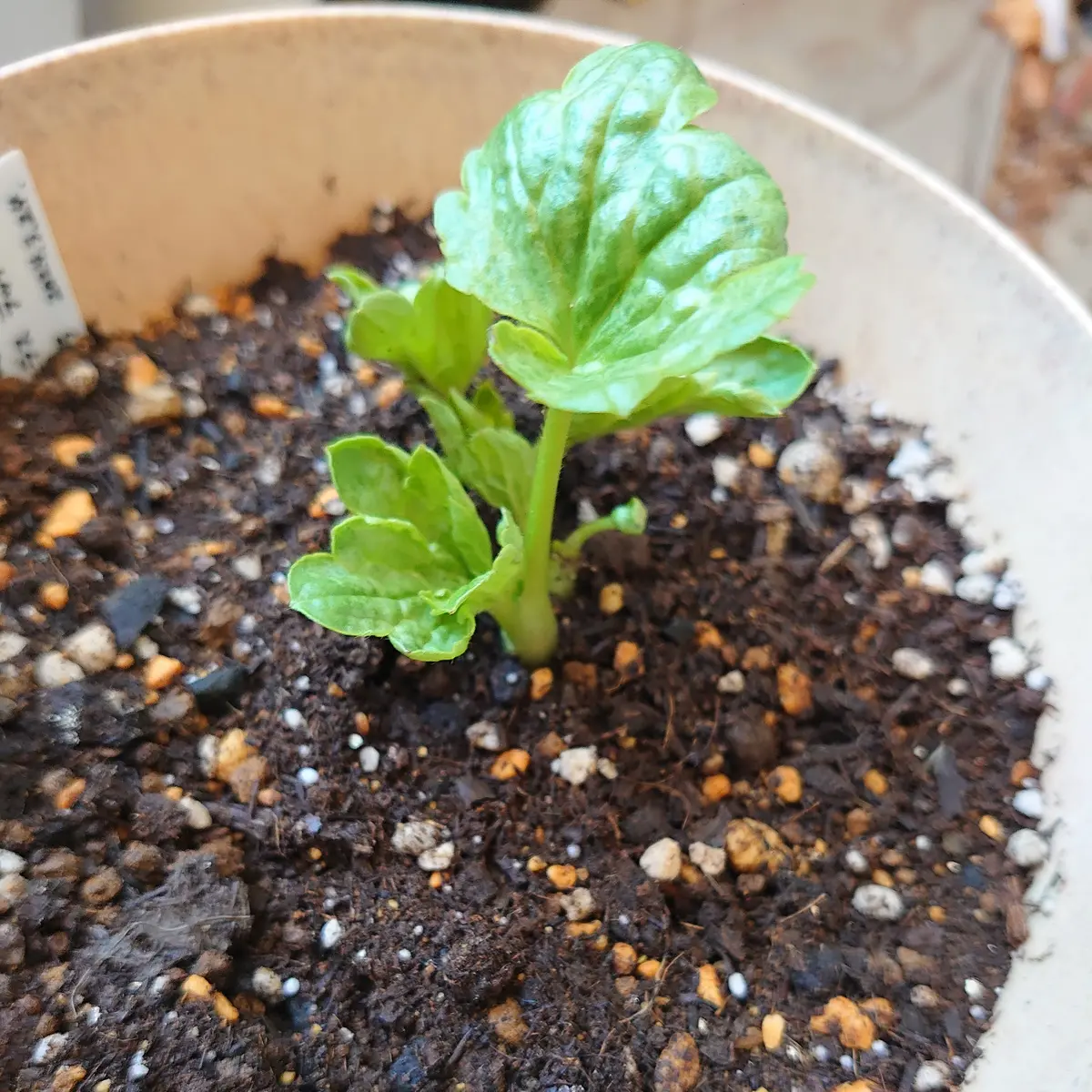 ラナンキュラス　芽出し苗 ラナンキュラス芽出し始めます【ラナンキュラスラックス