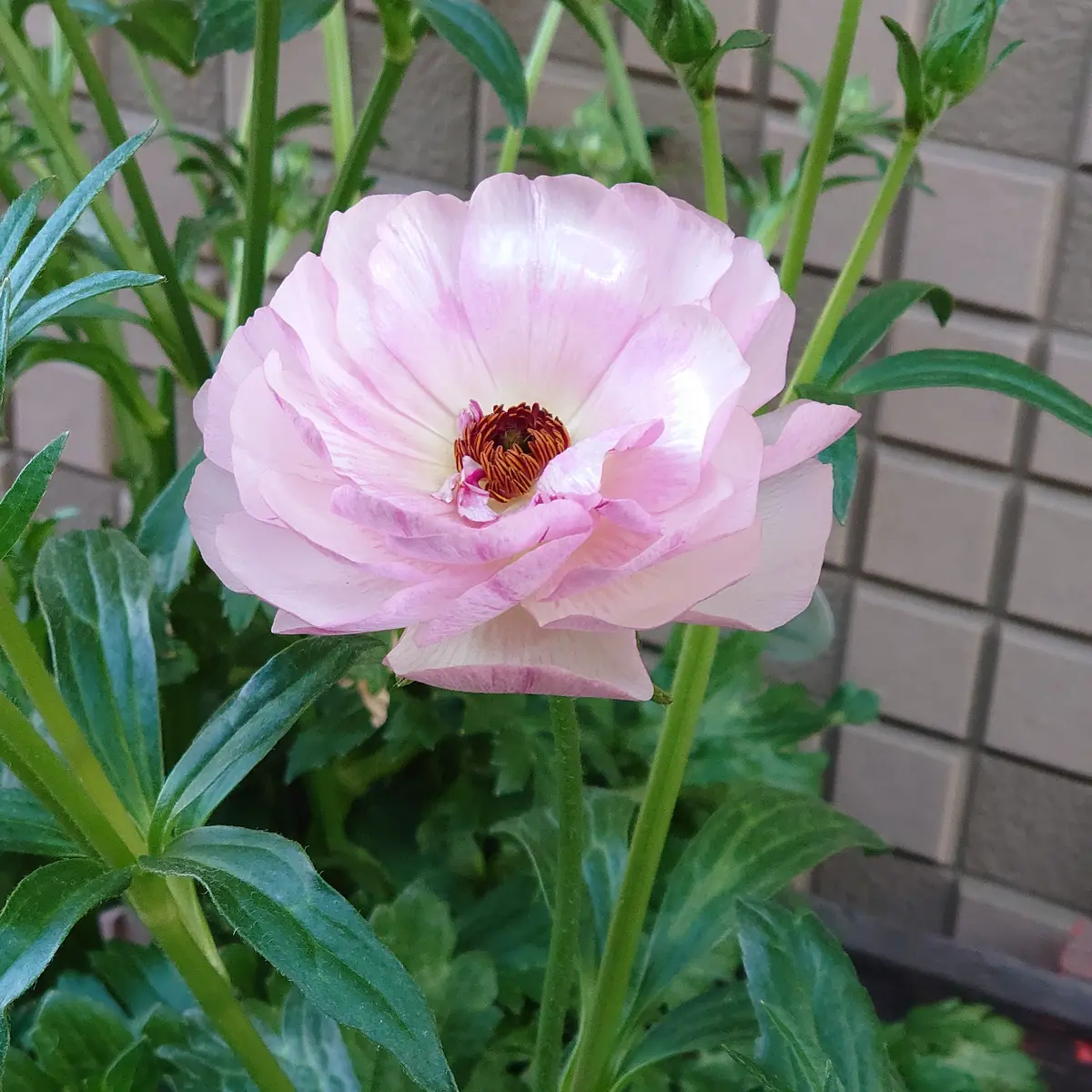 ラナンキュラスラックス球根芽出し覚書｜そだレポ（栽培レポート